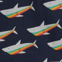 Indigo Rainbow Sharks